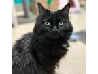 Adopt Tammy Two a Domestic Long Hair, Domestic Short Hair