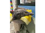 Adopt Chelsea a Domestic Short Hair