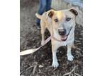 Adopt Rosa a Pit Bull Terrier, Mixed Breed