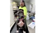 Adopt Colette a Pit Bull Terrier, Mixed Breed