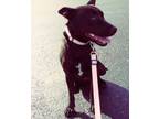 Adopt Violet a Australian Cattle Dog / Blue Heeler, Labrador Retriever