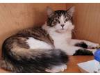 Adopt Princess Po a Domestic Medium Hair