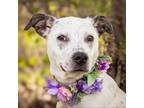 Adopt Kim a Terrier, Mixed Breed