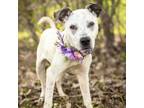 Adopt Kim a Terrier, Mixed Breed