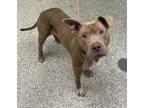Adopt Mona Lisa a Pit Bull Terrier, Mixed Breed