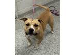 Adopt Tangerine a Pit Bull Terrier, Mixed Breed
