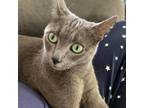 Adopt Arya - Claremont Location *By Appointment* a Russian Blue