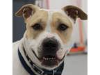Adopt Cashmere a Pit Bull Terrier