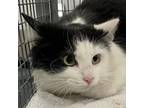 Adopt Wind Dancer a Domestic Medium Hair