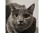 Adopt Anastasia a Russian Blue, Domestic Short Hair