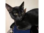 Adopt Celeste a Domestic Short Hair