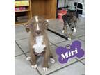 Adopt Miri (Regina Babies 2024) a Pit Bull Terrier, Mixed Breed