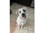 Adopt Cece a Great Pyrenees, Mixed Breed