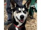 Adopt Kira a Husky, Terrier