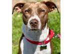 Adopt Huntress a Hound, Terrier