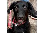 Adopt Doe a Labrador Retriever, Terrier