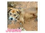 Adopt Joanie a Australian Shepherd, Labrador Retriever