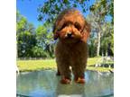 Poodle (Toy) Puppy for sale in Belleview, FL, USA