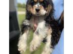 Cocker Spaniel Puppy for sale in Industry, IL, USA