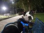 Adopt PEACHES a Staffordshire Bull Terrier