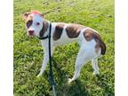 Adopt KASH a Pit Bull Terrier