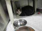 Adopt MICHELLE a Domestic Short Hair