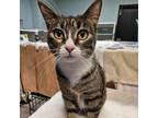 Adopt Persia a Domestic Short Hair