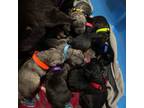 Cane Corso Puppy for sale in Sikeston, MO, USA
