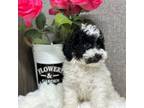 Mutt Puppy for sale in Shipshewana, IN, USA
