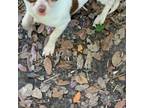 Chihuahua Puppy for sale in New Port Richey, FL, USA