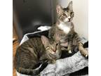 Adopt Willow & Wiggles a Domestic Short Hair