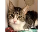 Adopt Lilly a American Shorthair