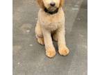 Goldendoodle Puppy for sale in Leominster, MA, USA