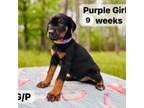 Purple Girl (reduced price)