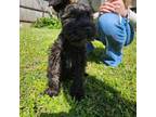 Schnauzer (Miniature) Puppy for sale in Proctorville, OH, USA