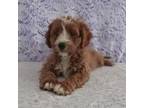 Cavapoo Puppy for sale in North Adams, MI, USA