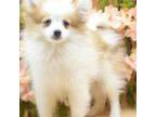 Pomeranian Puppy for sale in Cleveland, GA, USA
