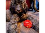 Labradoodle Puppy for sale in Amarillo, TX, USA