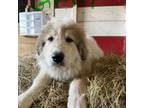 Great Pyrenees Puppy for sale in Chinquapin, NC, USA