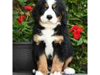 Bernese Mountain Dog Puppy for sale in Scarborough, ME, USA