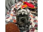 French Bulldog Puppy for sale in Allentown, PA, USA