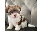 Havanese Puppy for sale in Alpharetta, GA, USA