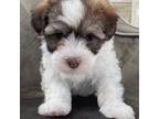 Havanese Puppy for sale in Alpharetta, GA, USA