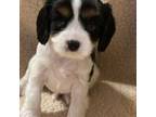 Cavalier King Charles Spaniel Puppy for sale in Wellsville, NY, USA