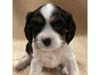 Cavalier King Charles Spaniel Puppy for sale in Wellsville, NY, USA