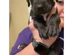 Great Dane Puppy for sale in Plainview, TX, USA
