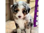 Mutt Puppy for sale in San Antonio, TX, USA