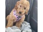 Mutt Puppy for sale in Milford, MA, USA