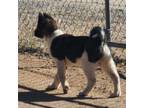 Akita Puppy for sale in Apple Valley, CA, USA