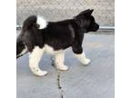 Akita Puppy for sale in Apple Valley, CA, USA